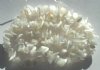 16 Inch Strand of Fiber Optic White Chips