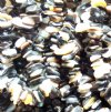 36 inch strand of Mixed Ocean Shell Chips