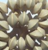 16 inch strand of 10x15mm Natural Coconut Saucer Beads