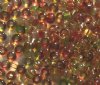 50g 6/0 Transparent Crystal Lime Strawberry