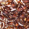 25, 4x11mm Crystal Sunset Half Coat Glass Chilli Beads
