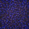 SB11-1427 22g of Silver Lined Dyed Dark Violet 11/0 Miyuki Seed Beads