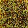 22 Gram Vial of 10/0 Czech Glass Seed Bead Mix - Harvest Lights Mix