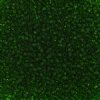 50g 8/0 Transparent Medium Dark Green Seed Beads