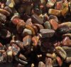 36 Inch Strand Birdseye Rhyolite Chip Beads