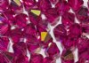 25 6mm Fuchsia AB Bicone Swarovski